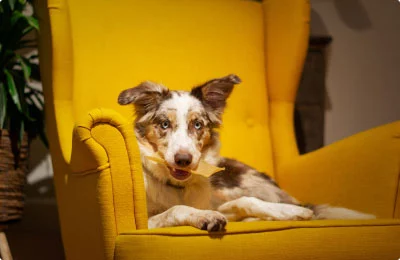 Manas Pet Mart
