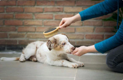 Manas Pet Mart